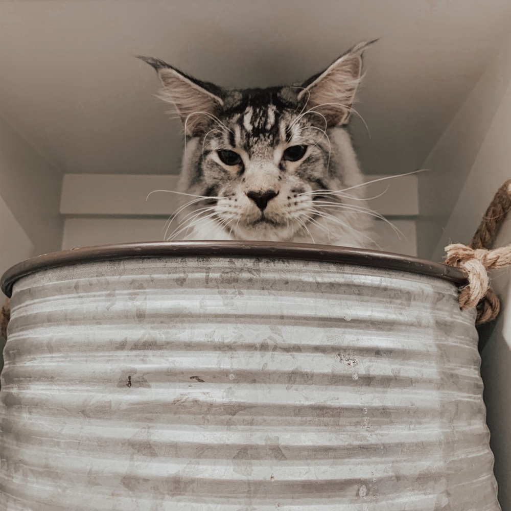 Meet your Posher, Jacey